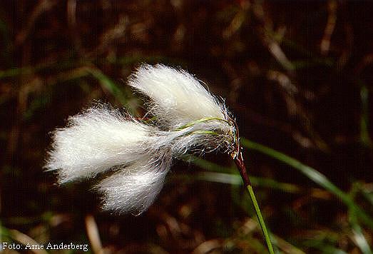 Eriophorum angustifolium